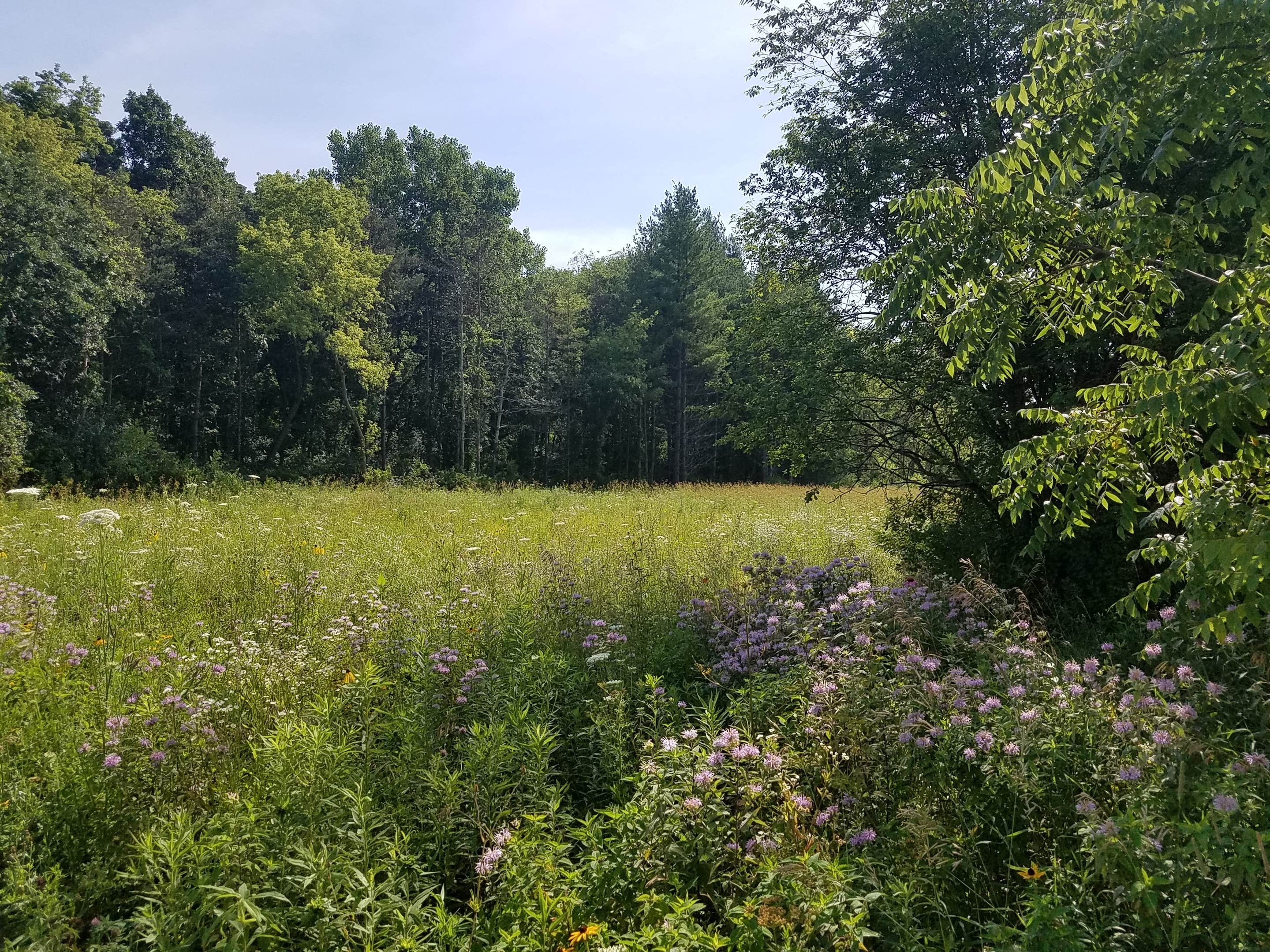 Camper-submitted photo at Paul Wolff Campground near Palatine, IL