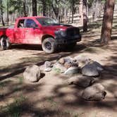 Review photo of Pumphouse Wash (FR 237) Dispersed Camping Area by Krista Z., April 30, 2018