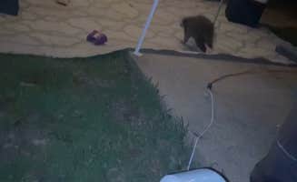 Jon L.'s photo of camping with pets at Meramec State Park Campground near Gray Summit, MO