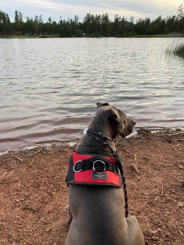 Twistedsisters  2.'s photo of camping with pets at White Horse Lake Campground near Williams, AZ