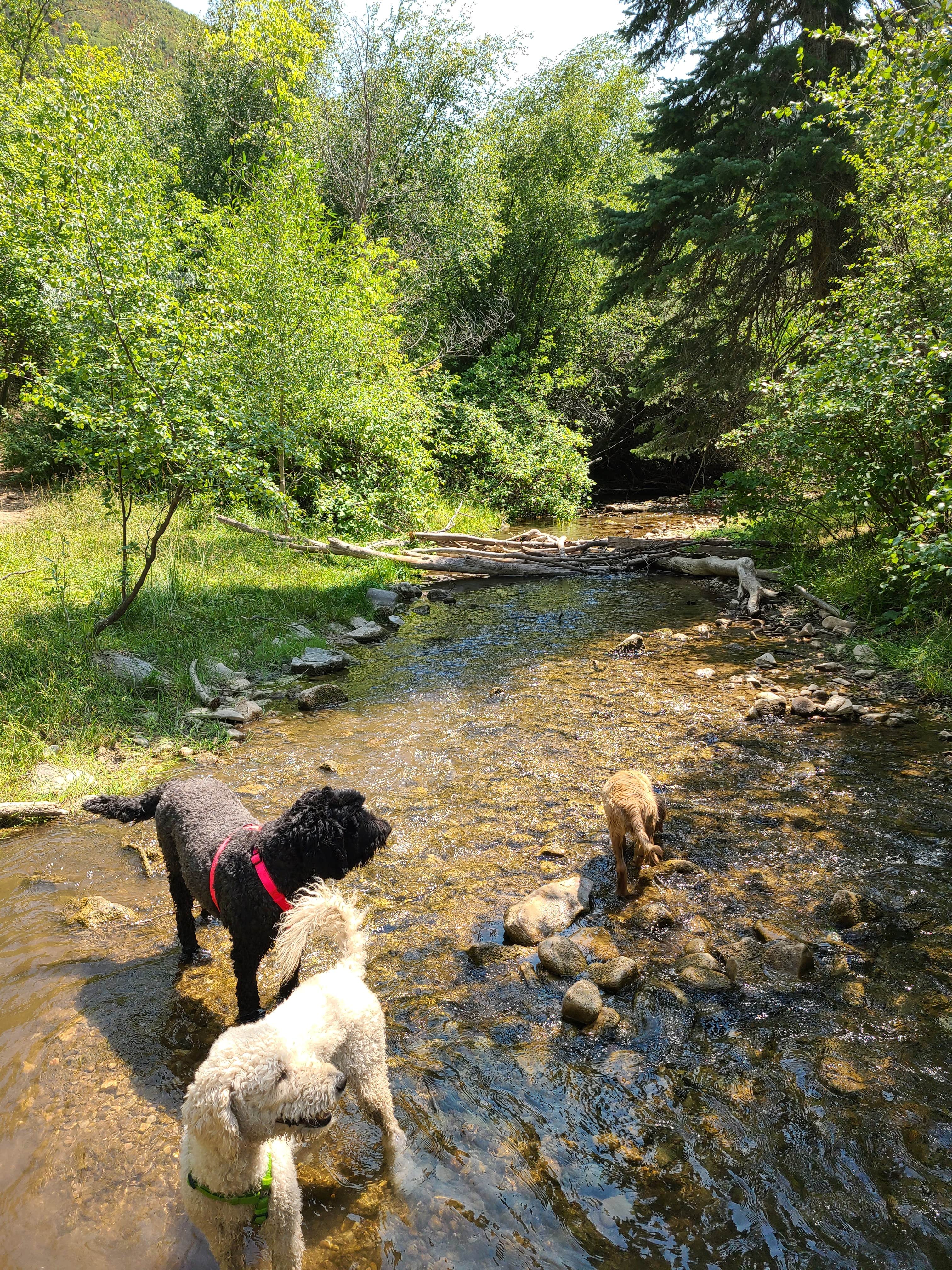 Whitney W.'s photo of camping with pets at Hobble Right Fork Dispersed near Provo, UT
