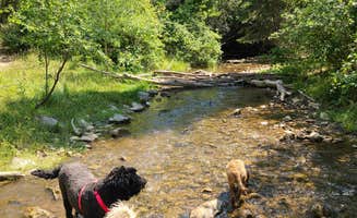 Whitney W.'s photo of camping with pets at Hobble Right Fork Dispersed in Utah