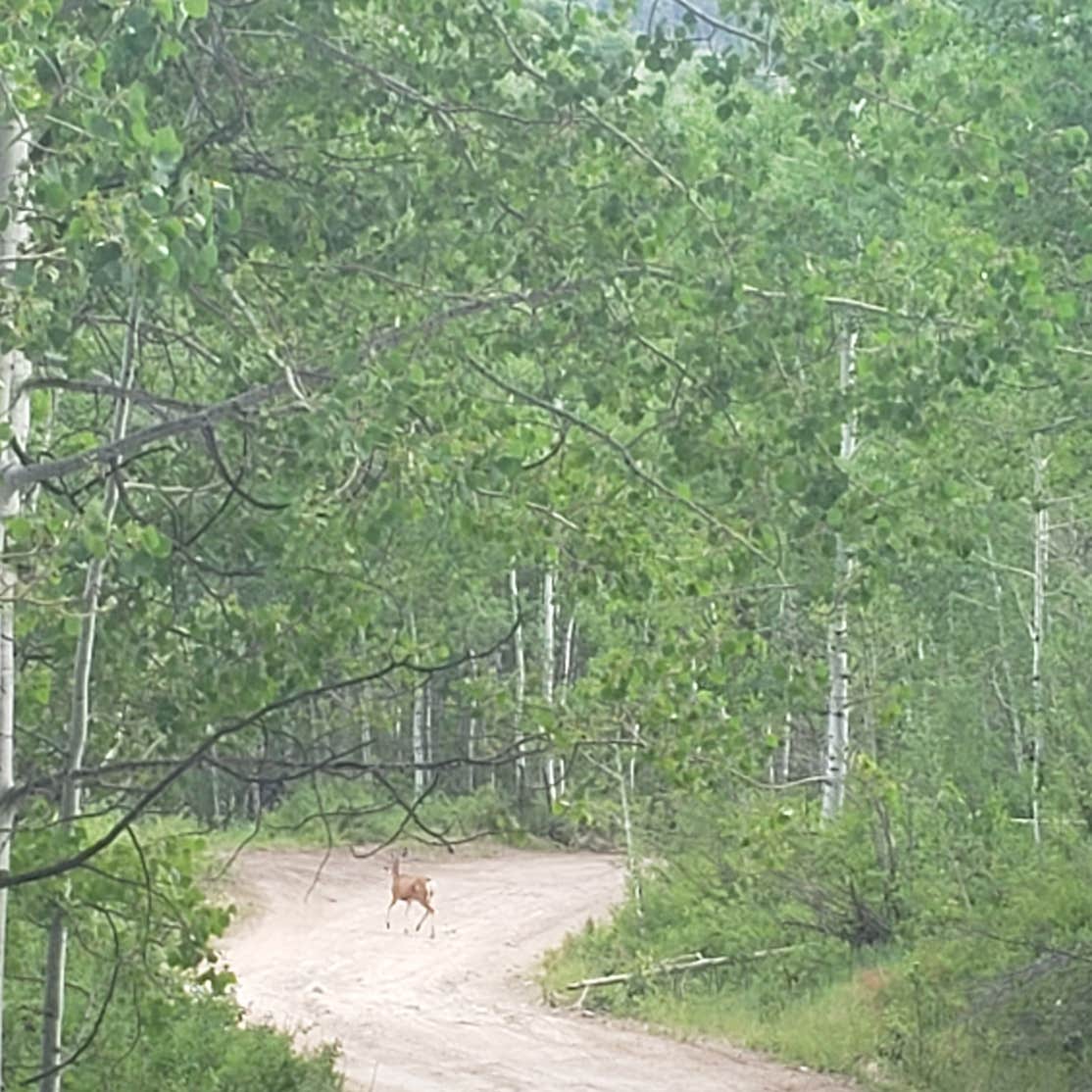 Hobble Right Fork Dispersed Camping The Dyrt