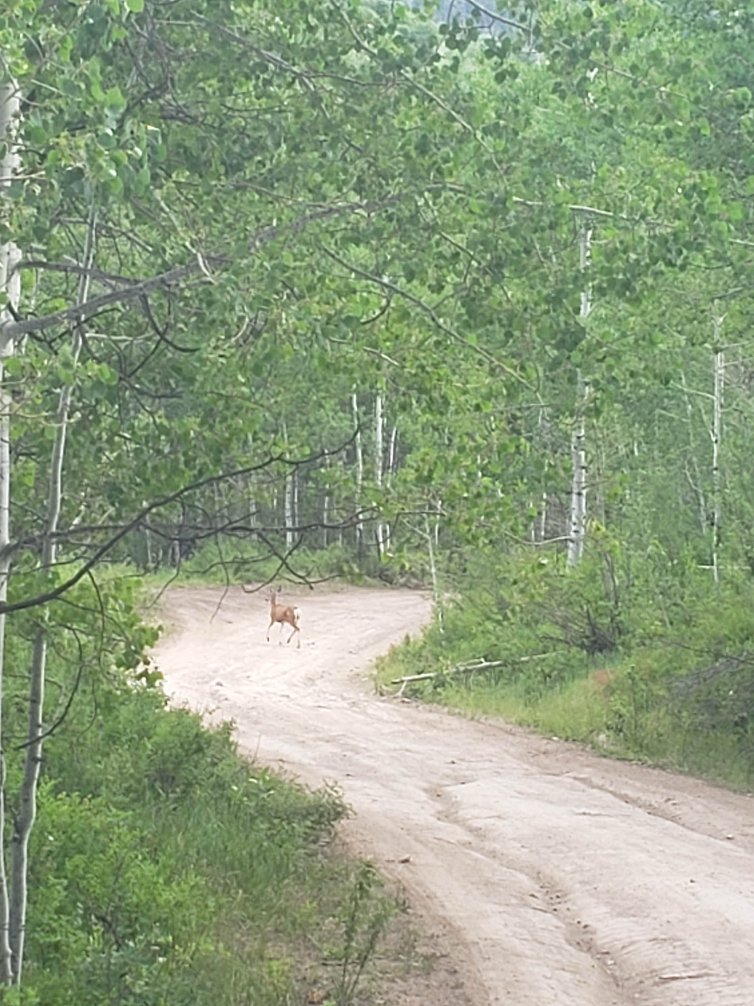 Camper submitted image from Hobble Right Fork Dispersed - 5