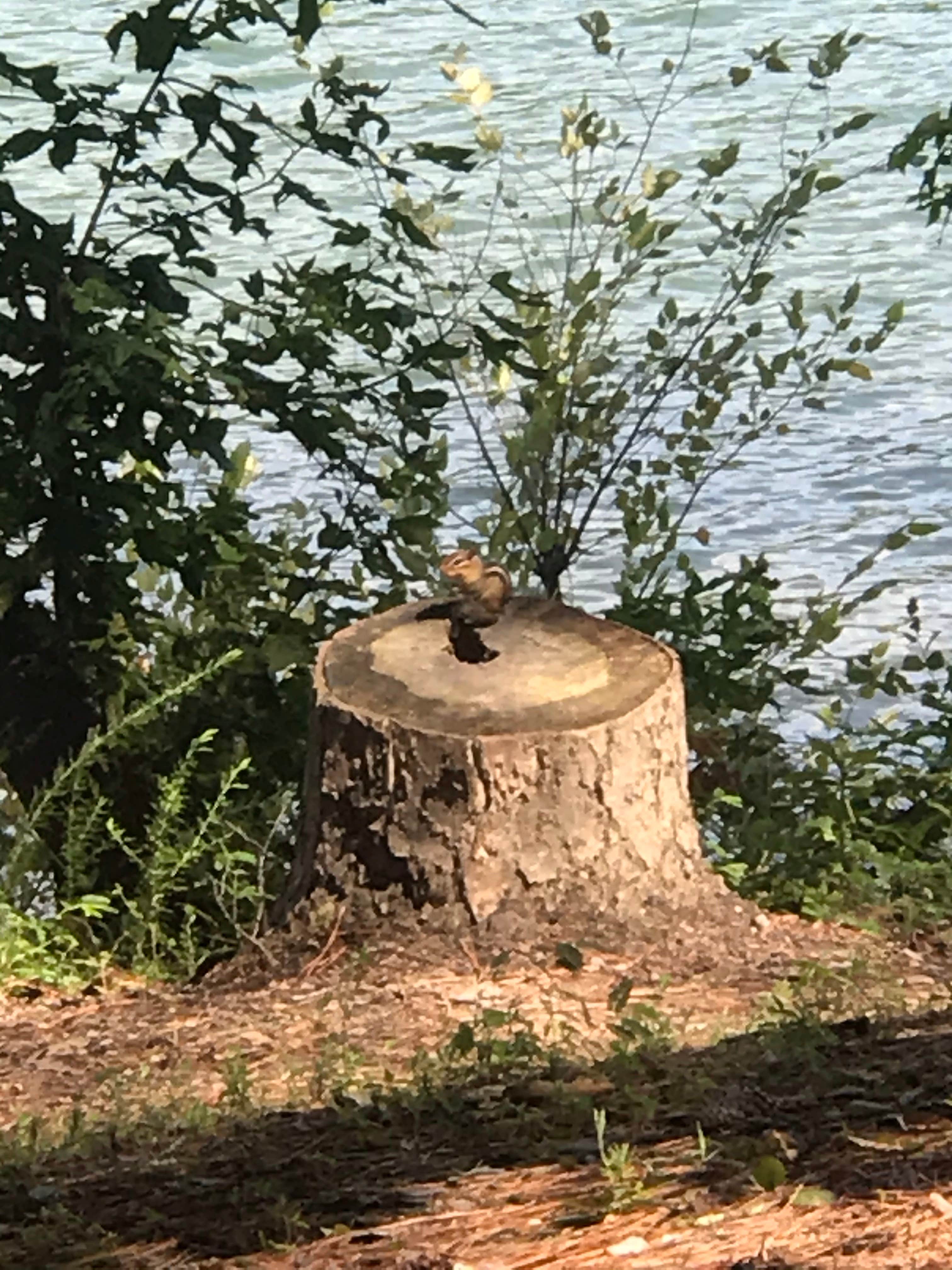 Camper-submitted photo at Gatewood Park Campground near Kingston, GA