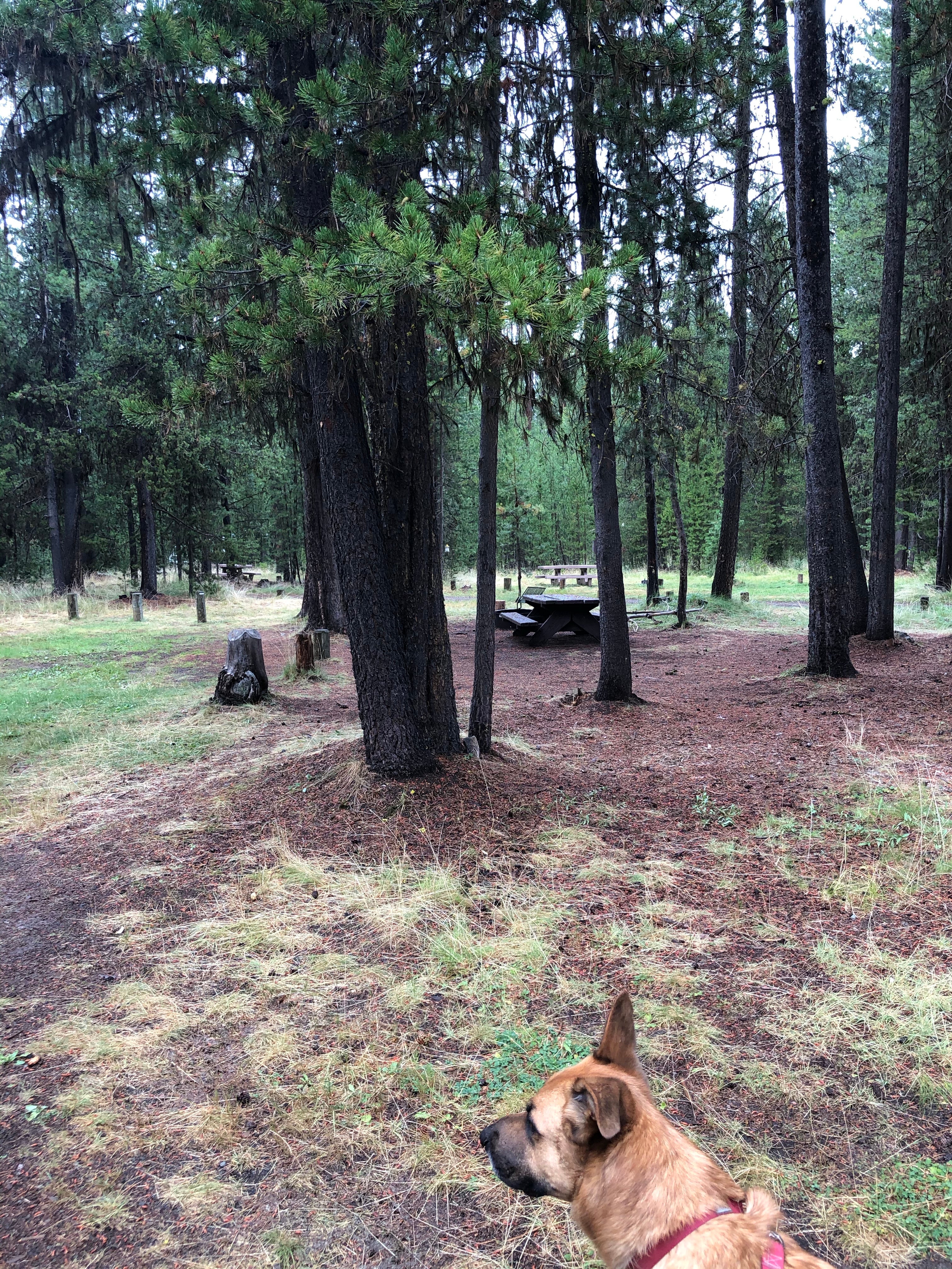 Camper submitted image from Cow Meadow Campground - 5