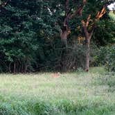 Review photo of Brazos Bend State Park Campground by Richard G., August 17, 2020