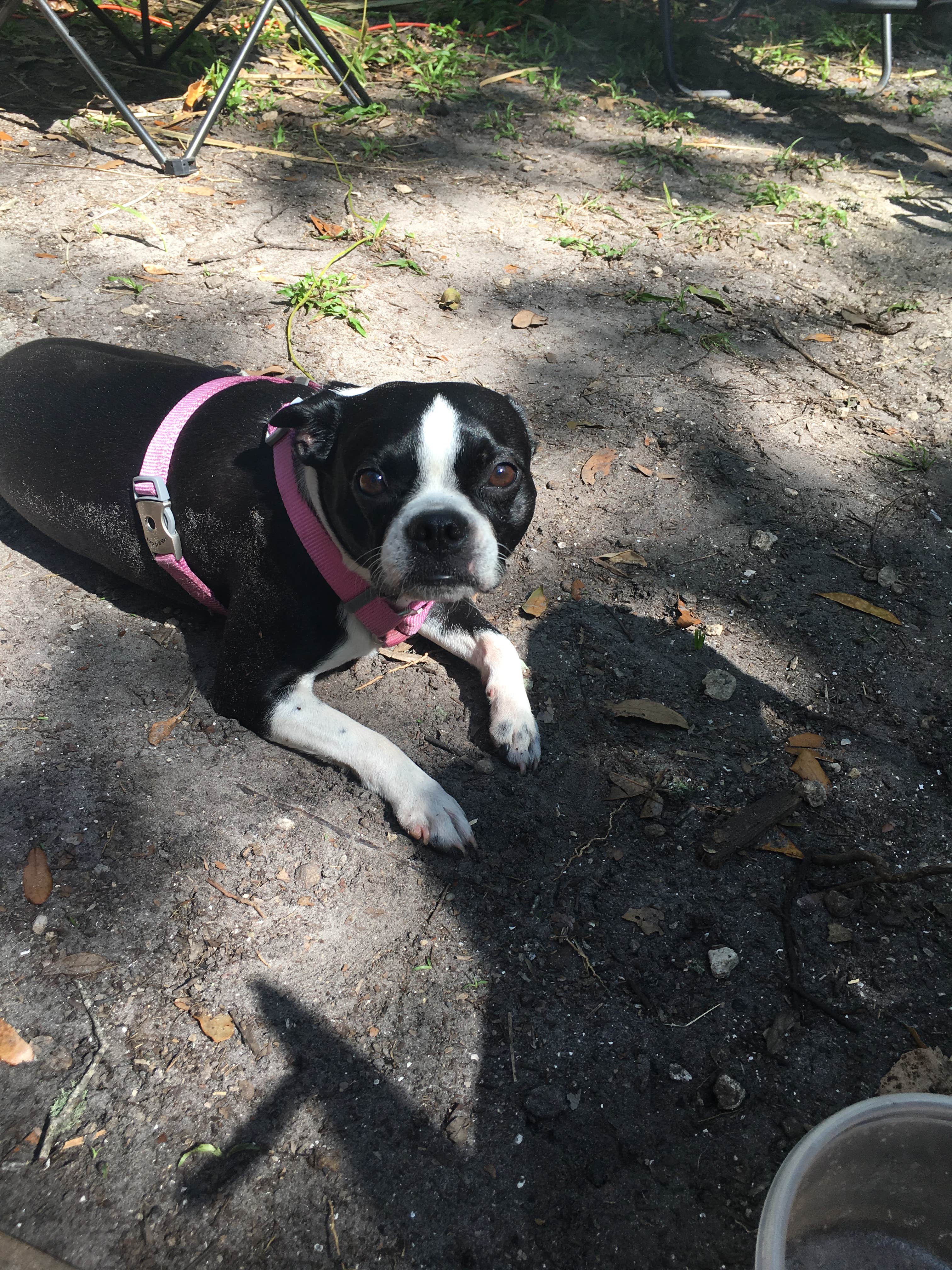 Stacey S.'s photo of camping with pets at Kathryn Abbey Hanna Park near Fleming Island, FL