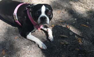 Stacey S.'s photo of camping with pets at Kathryn Abbey Hanna Park in Florida