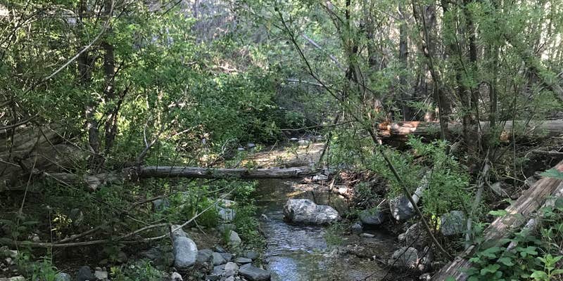 Camper submitted image from West Fork Trail Campground - Temporarily Closed