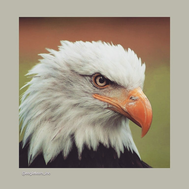 American Bald eagle 🦅