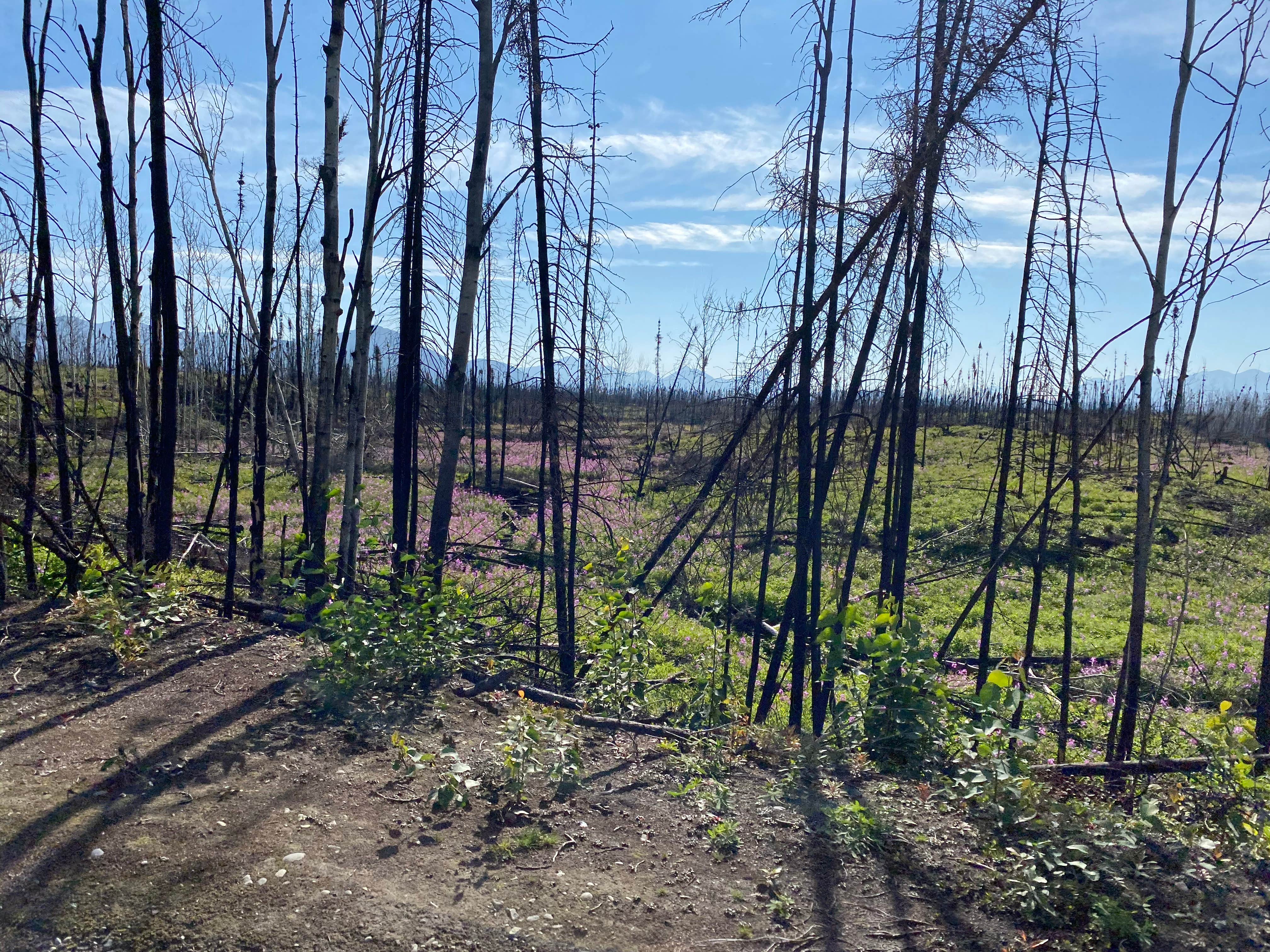 Camper-submitted photo at Peterson lake campground near Hoonah, AK