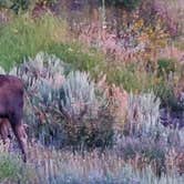 Review photo of Gros Ventre Campground — Grand Teton National Park by Tammy L., August 17, 2020