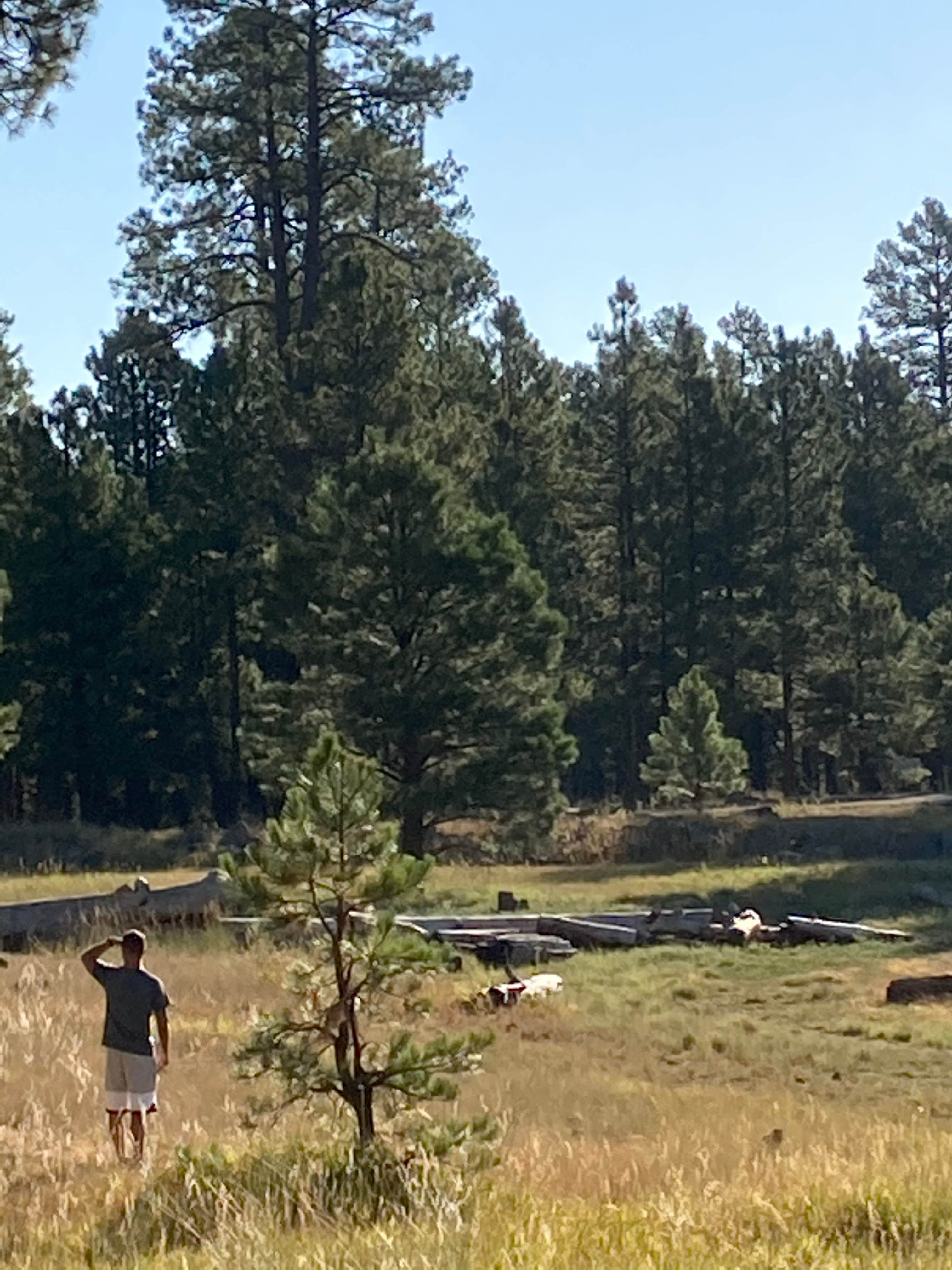 Camping near Texas Palms RV Park: Grand Canyon Under Canvas, Kaibab National Forest, Arizona