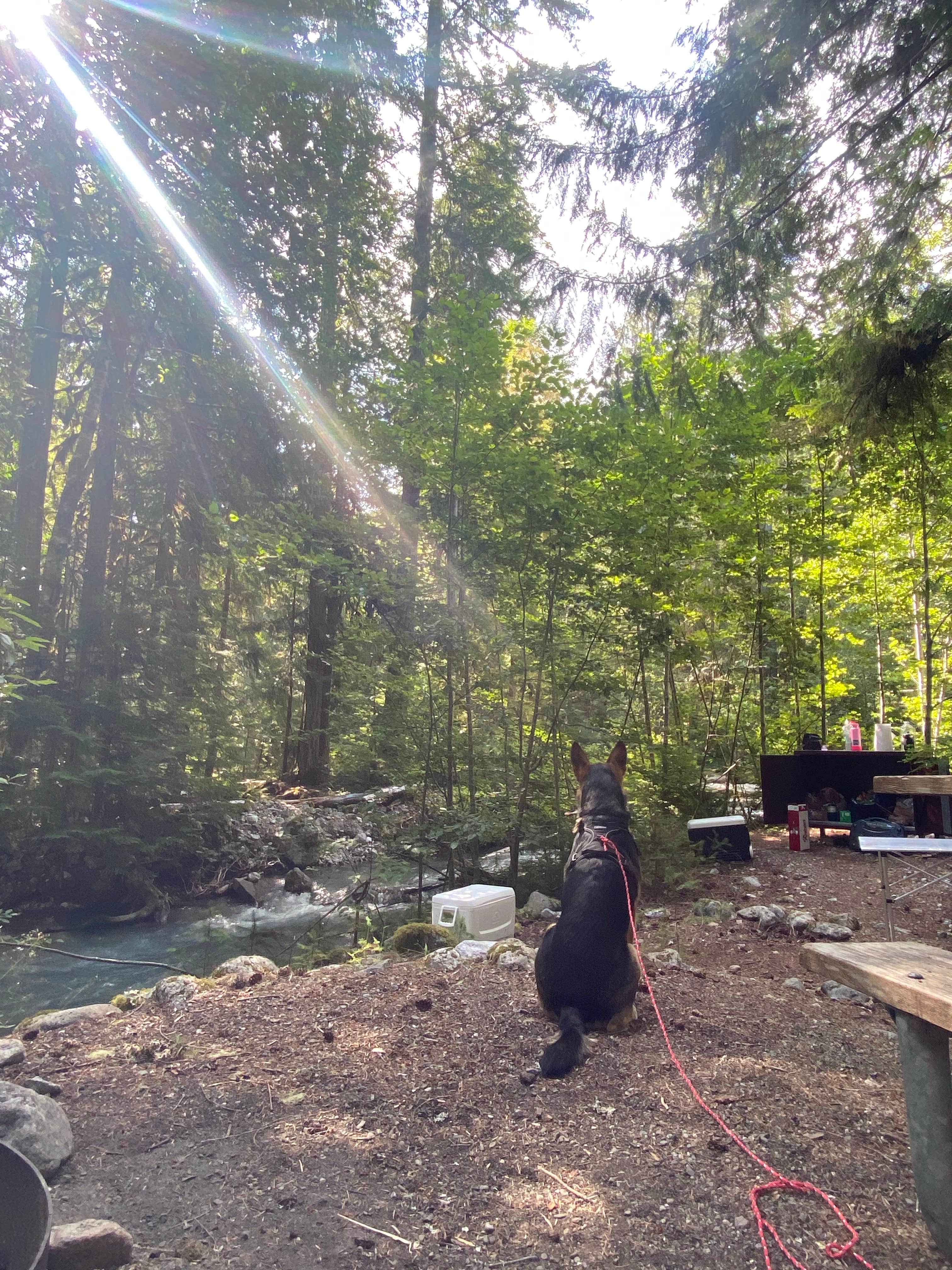 Sara P.'s photo of camping with pets at Colonial Creek North Campground — Ross Lake National Recreation Area near North Cascades National Park
