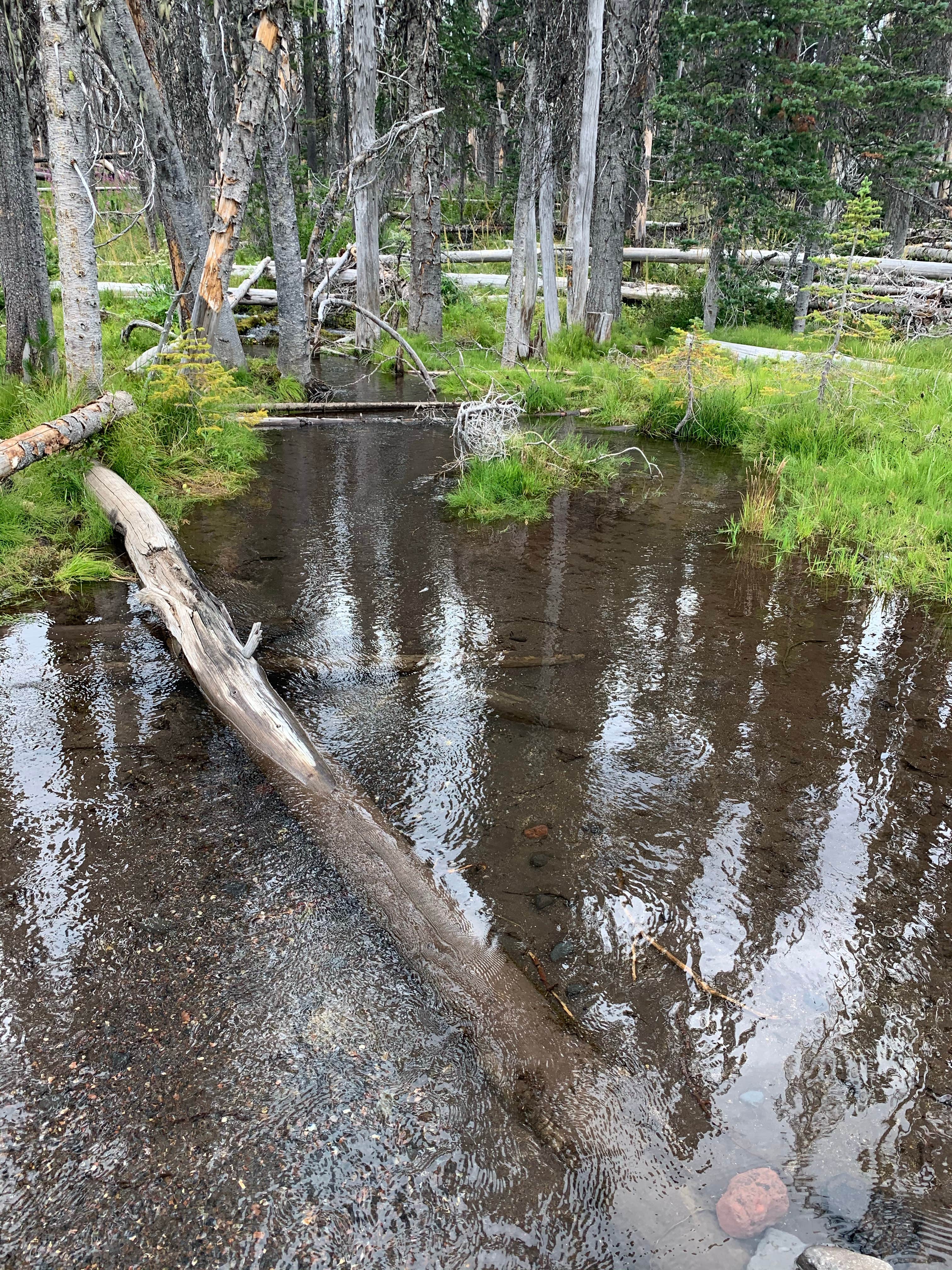 Camper-submitted photo at Morrison Creek near John Day Lock and Dam, Lake Umatilla