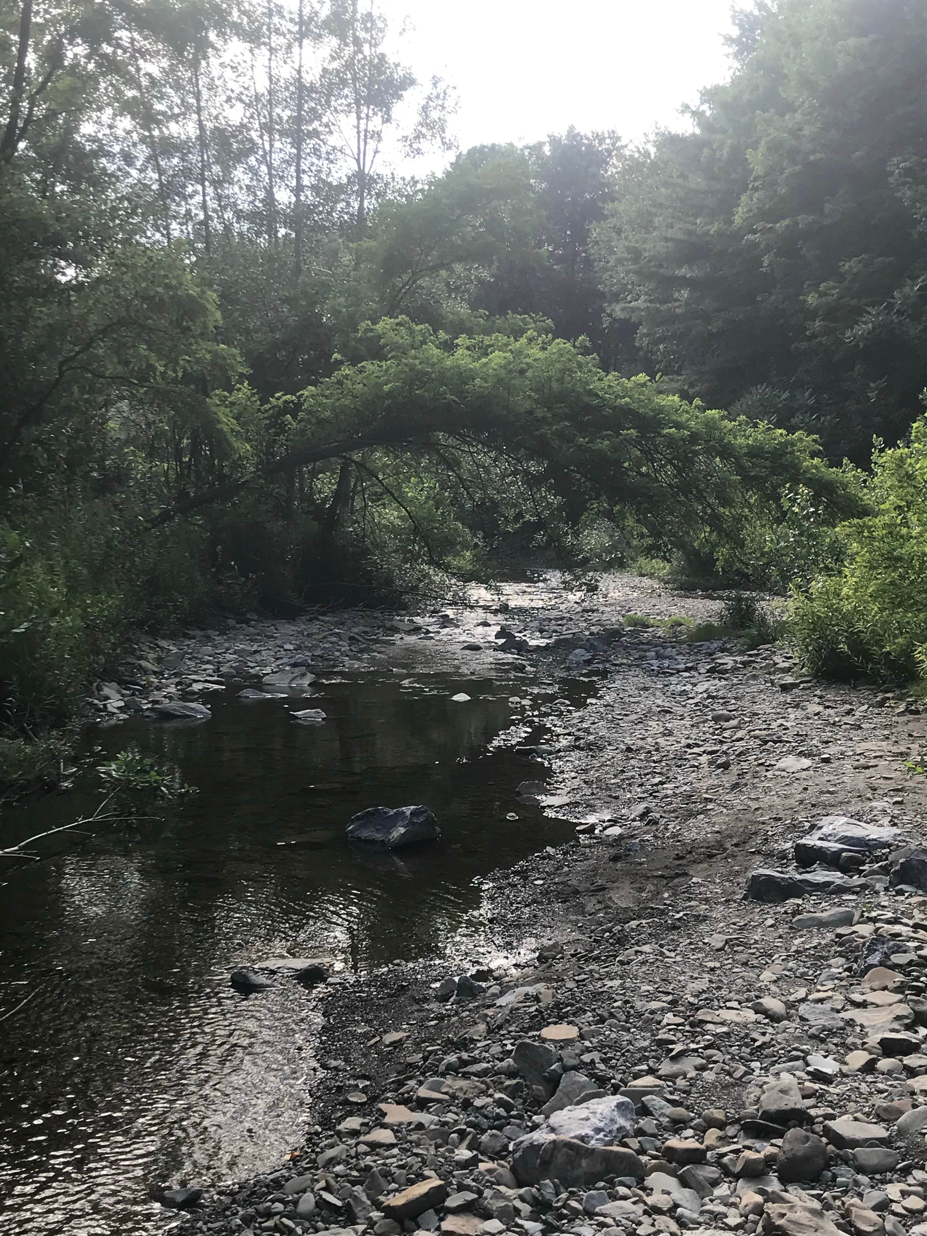 Camper submitted image from Erie County Sprague Brook Park - 1