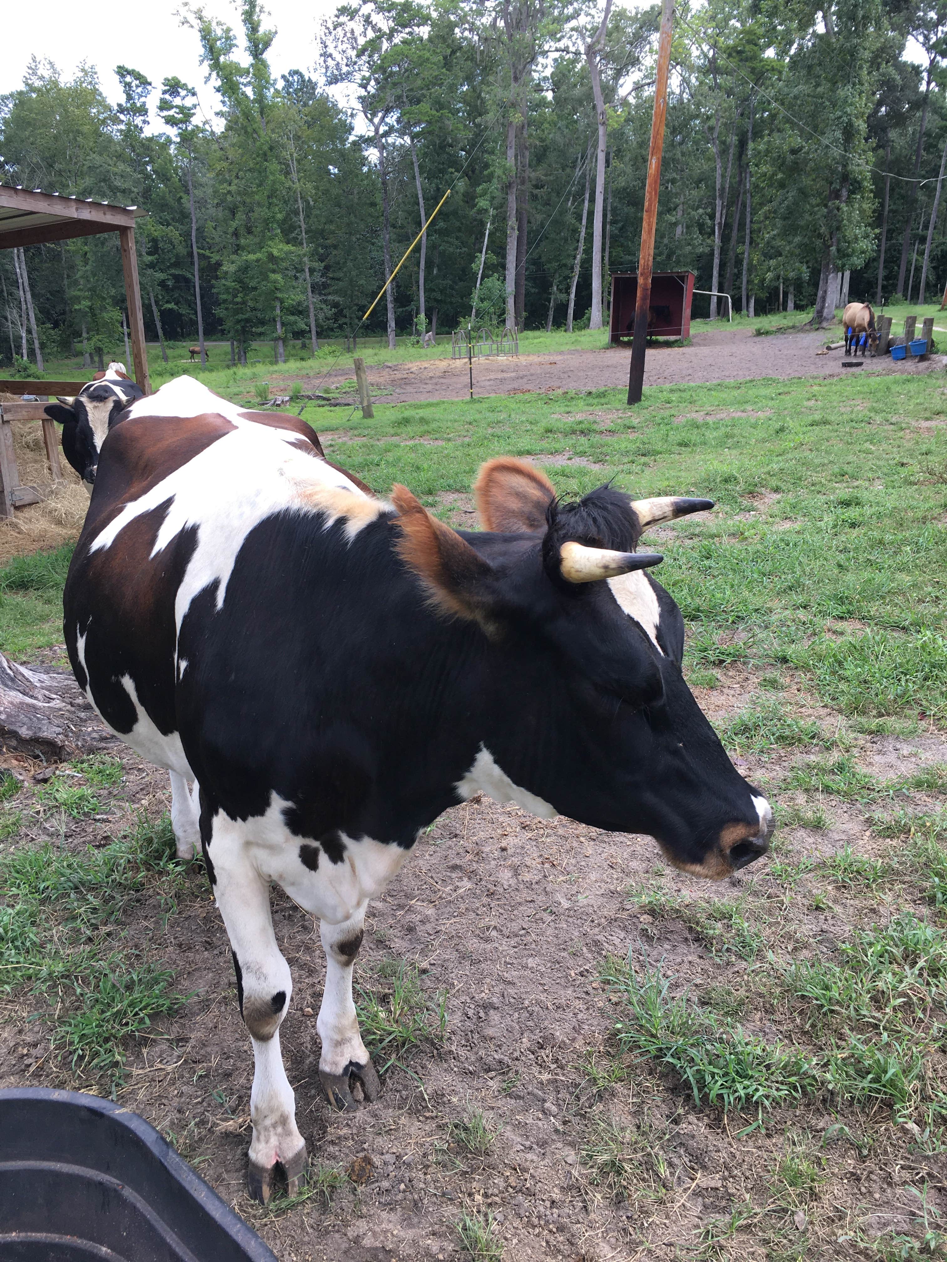 Camper-submitted photo at Crazy 8 Ranch near Apalachicola National Forest