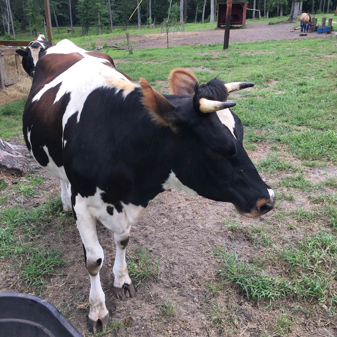 Crazy 8 Ranch Camping Midway, FL