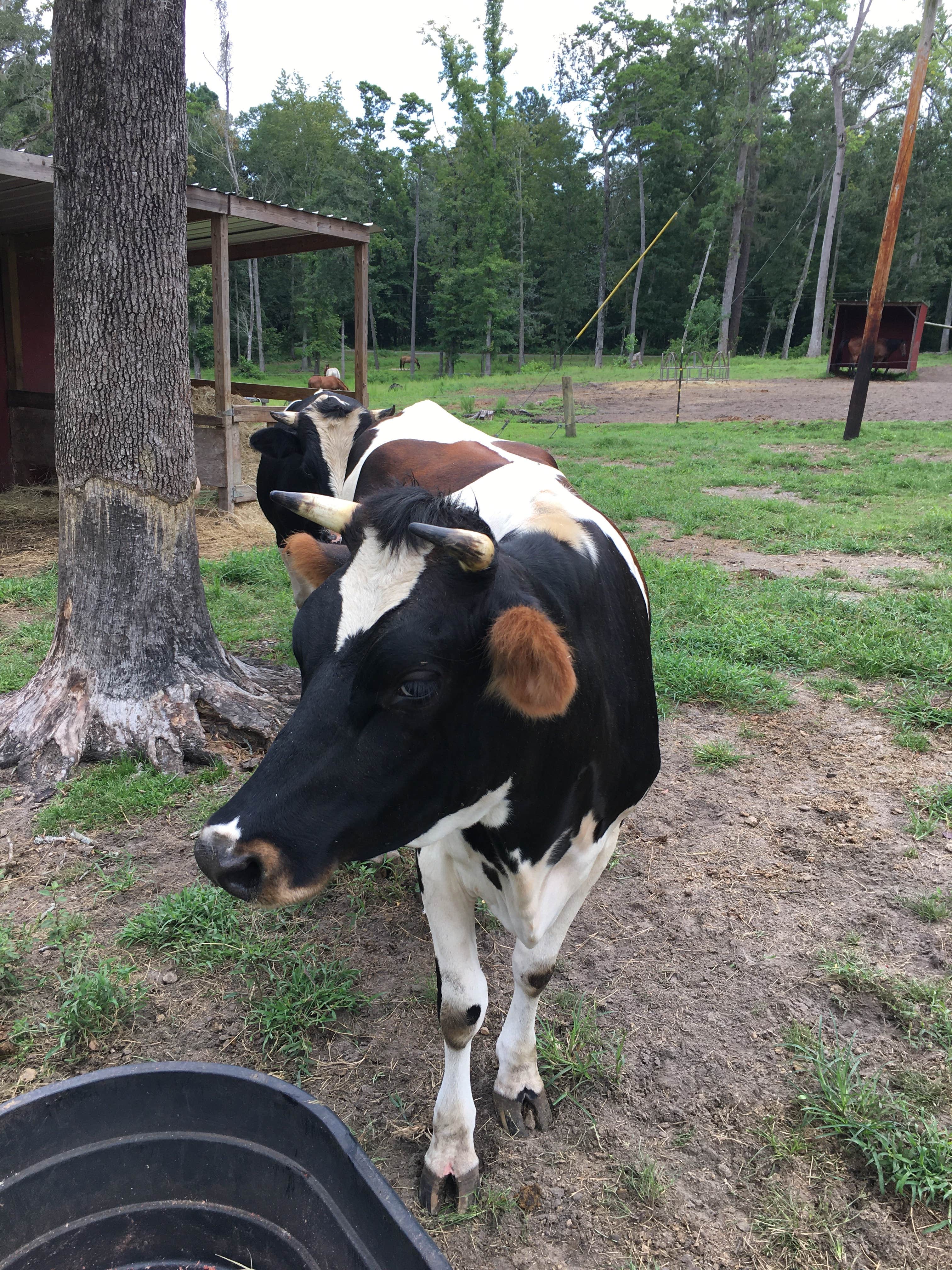 Camper-submitted photo at Crazy 8 Ranch near Apalachicola National Forest
