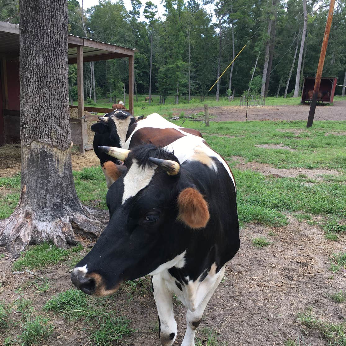 Crazy 8 Ranch Camping Midway, FL