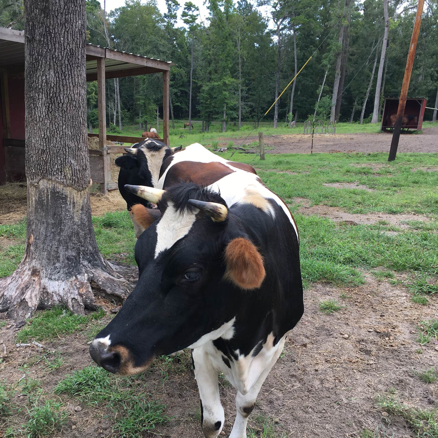 Crazy 8 Ranch Camping Midway, FL
