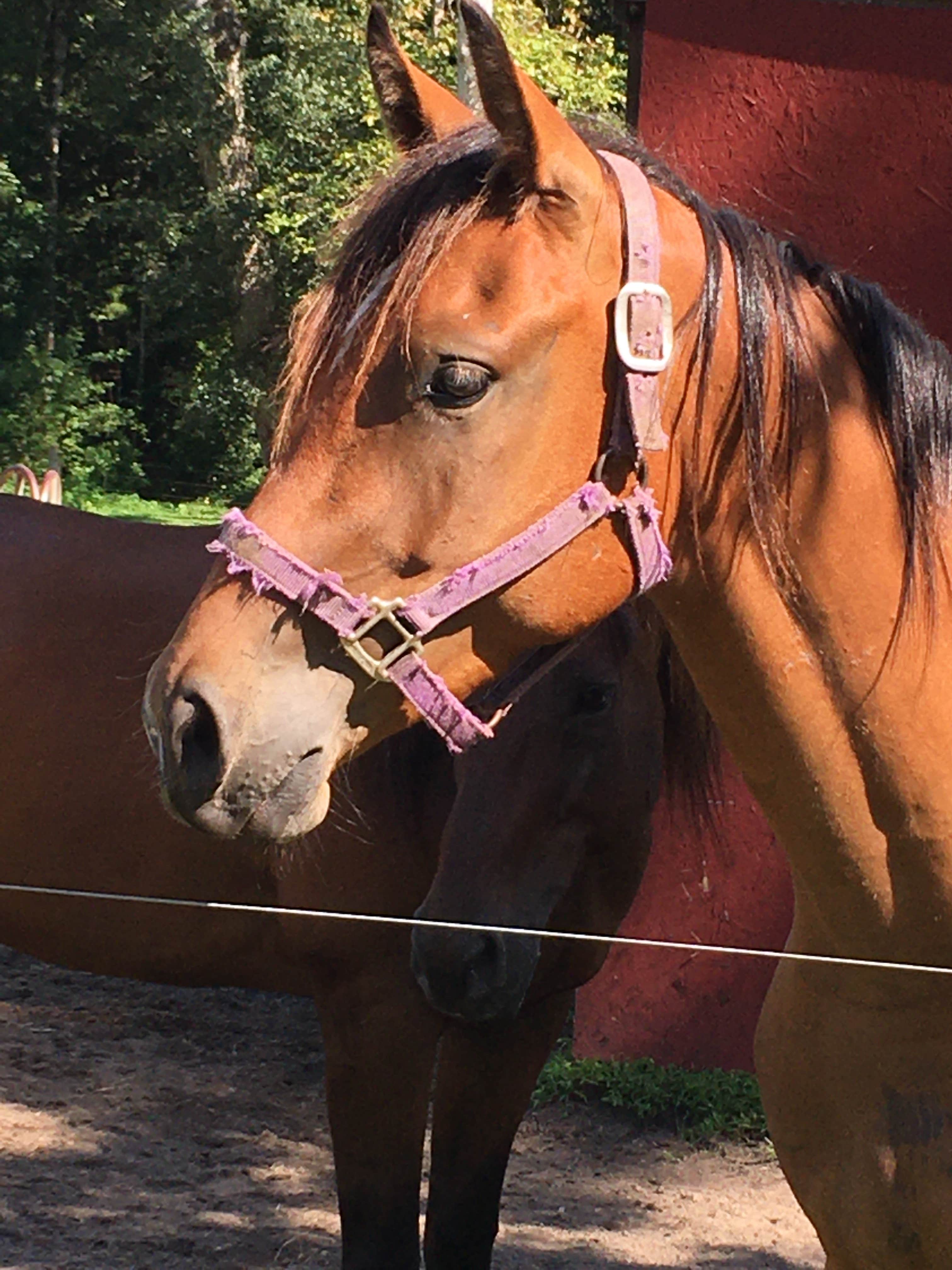 Catherine A.'s photo of camping with a horse at Crazy 8 Ranch near Apalachicola National Forest