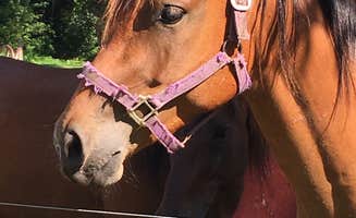 Catherine A.'s photo of camping with a horse at Crazy 8 Ranch near Tallahassee, FL