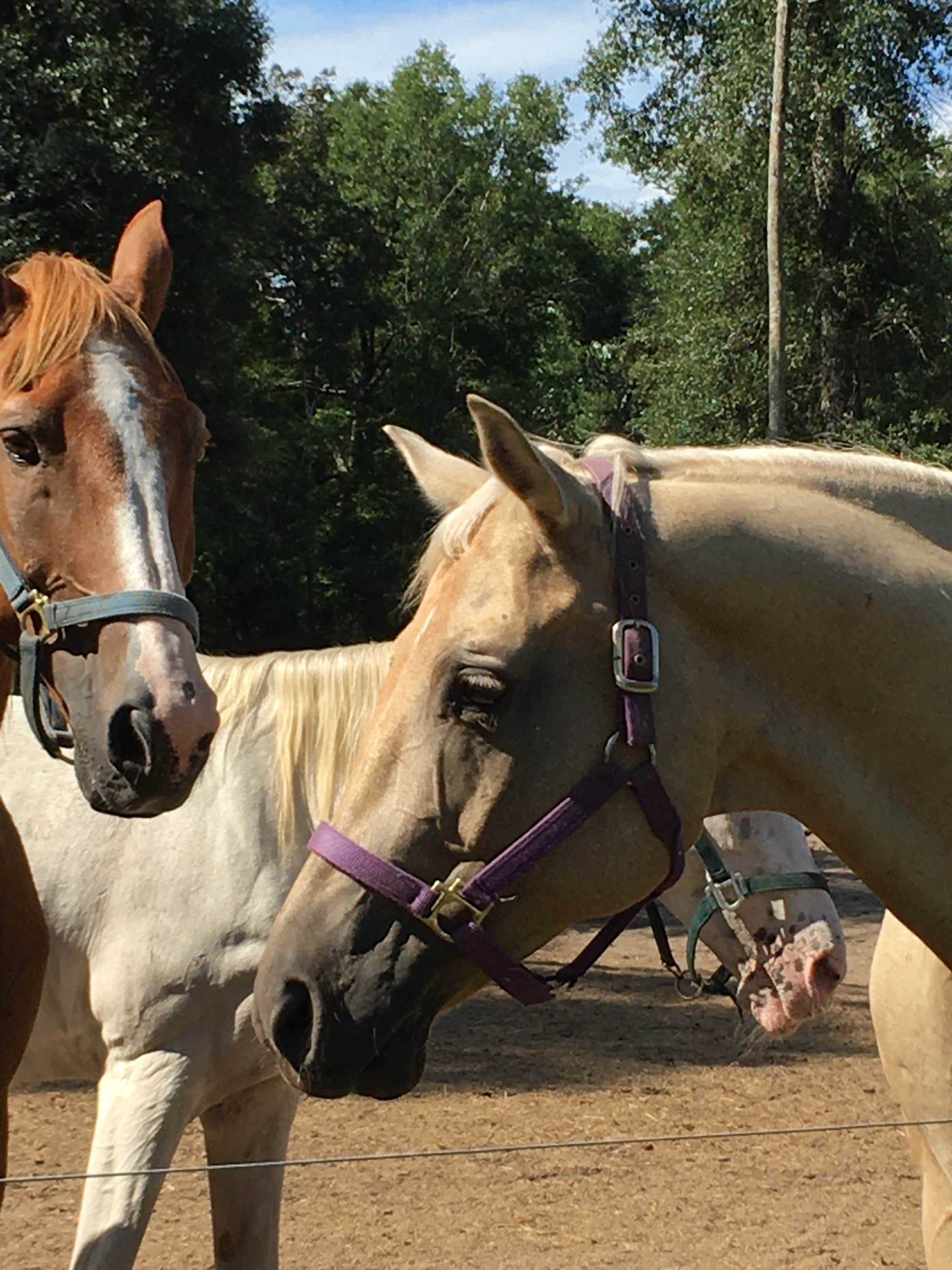 Camper-submitted photo at Crazy 8 Ranch near Tallahassee, FL