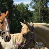 Review photo of Crazy 8 Ranch by Catherine A., August 17, 2020