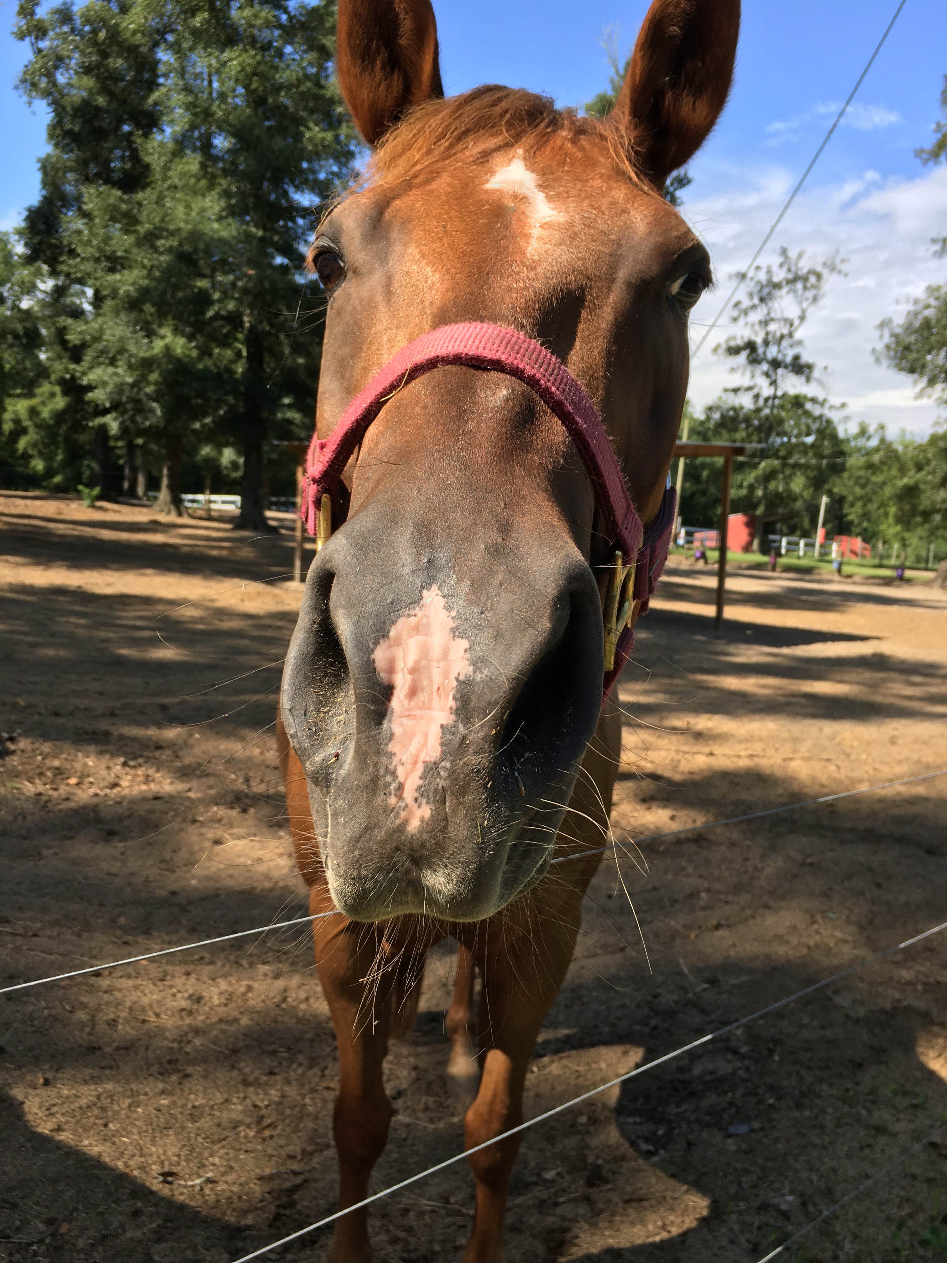 Camper-submitted photo at Crazy 8 Ranch near Apalachicola National Forest