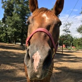Review photo of Crazy 8 Ranch by Catherine A., August 17, 2020