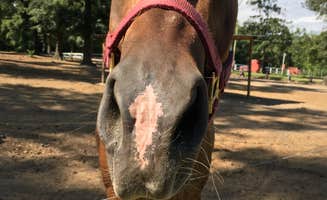 Catherine A.'s photo of camping with a horse at Crazy 8 Ranch in Florida