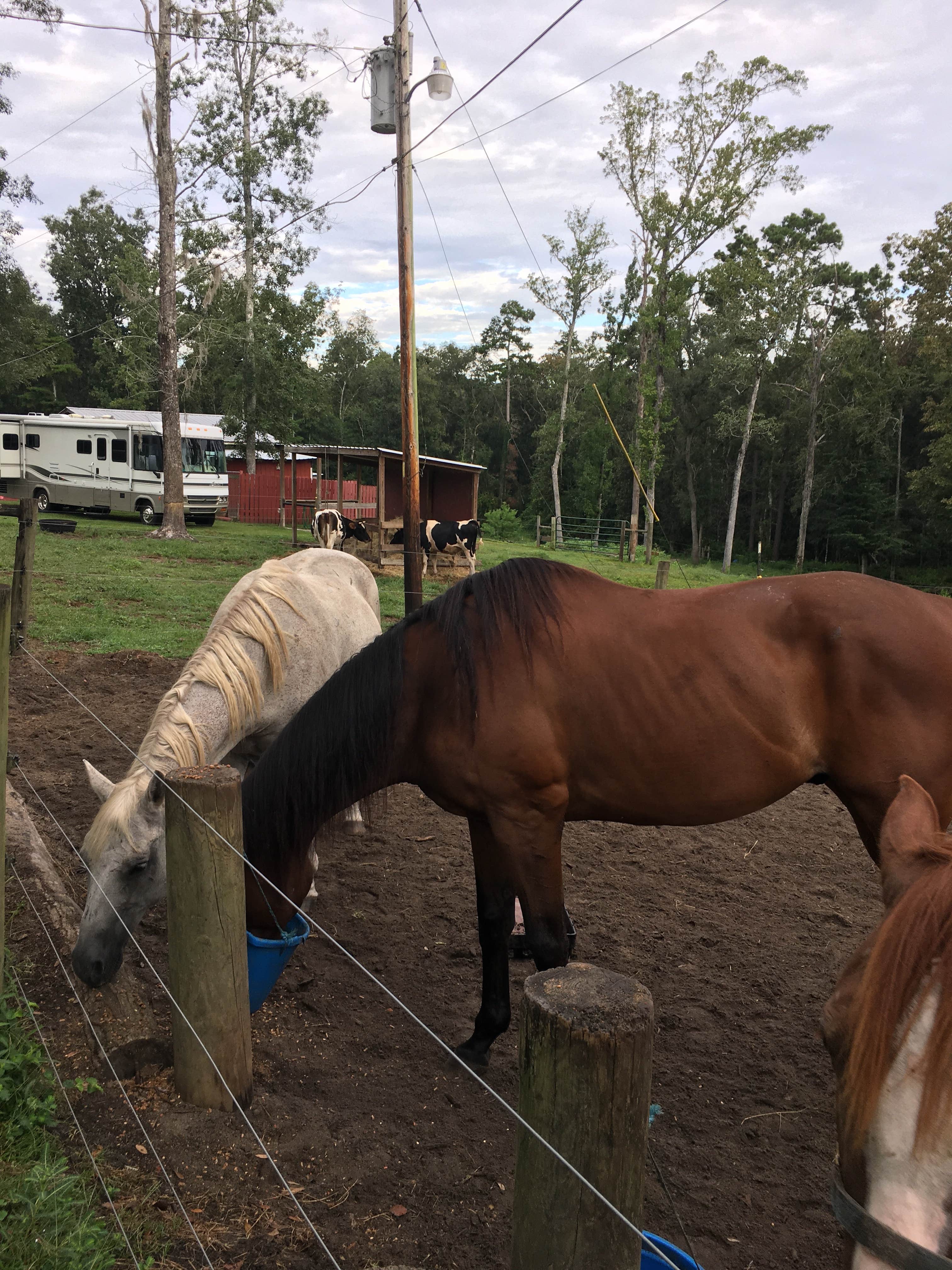 Camper submitted image from Crazy 8 Ranch - 4