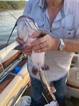 Camper-submitted photo at COE Nimrod Lake Carter Cove Campground near Conway, AR