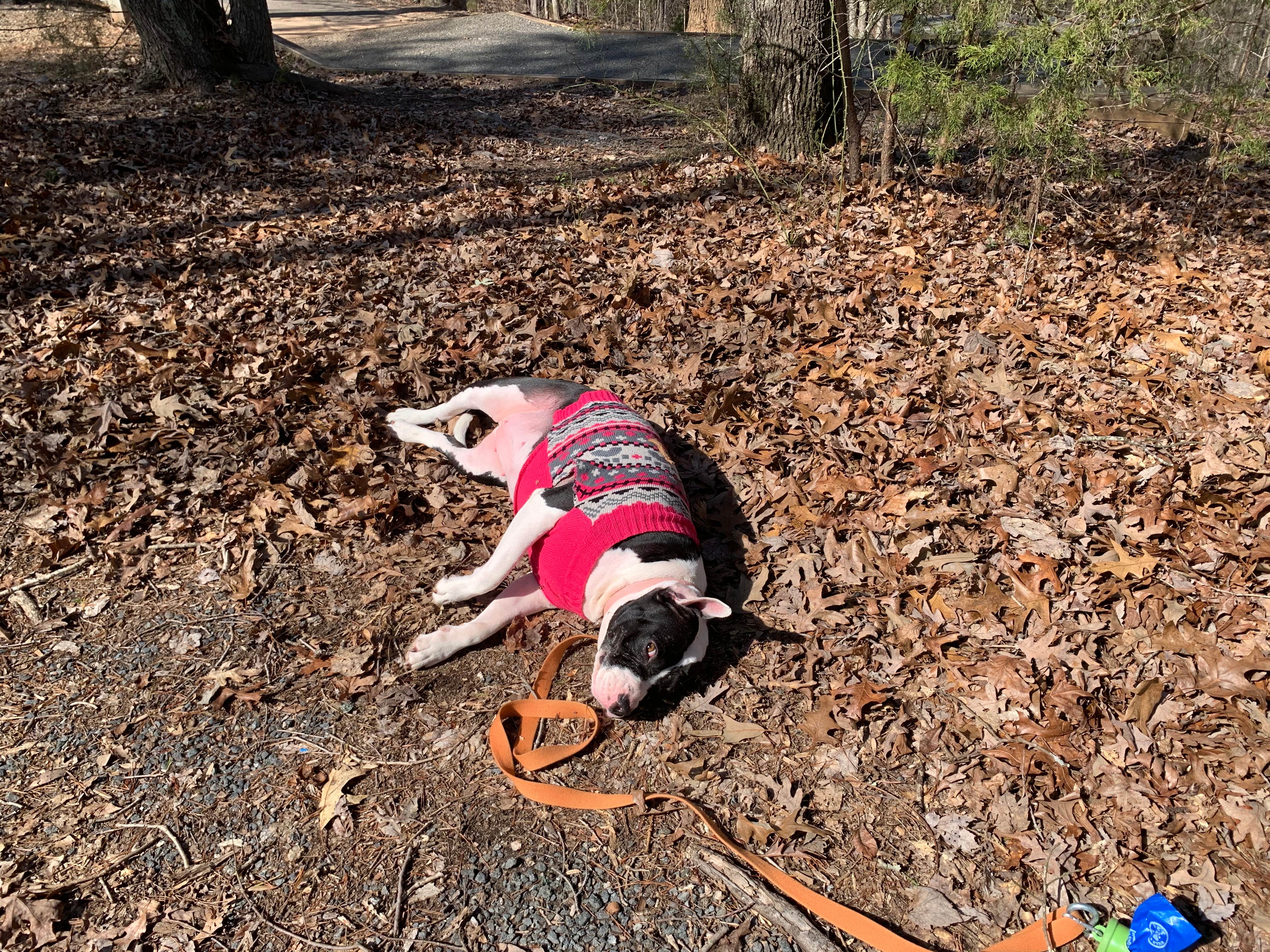 Jennifer  J.'s photo of camping with pets at McDowell Nature Preserve near Charlotte, NC
