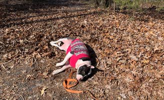 Jennifer  J.'s photo of camping with pets at McDowell Nature Preserve near Wingate, NC