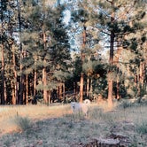 Review photo of Jacob Lake Campground - Kaibab National Forest by Connor W., August 17, 2020