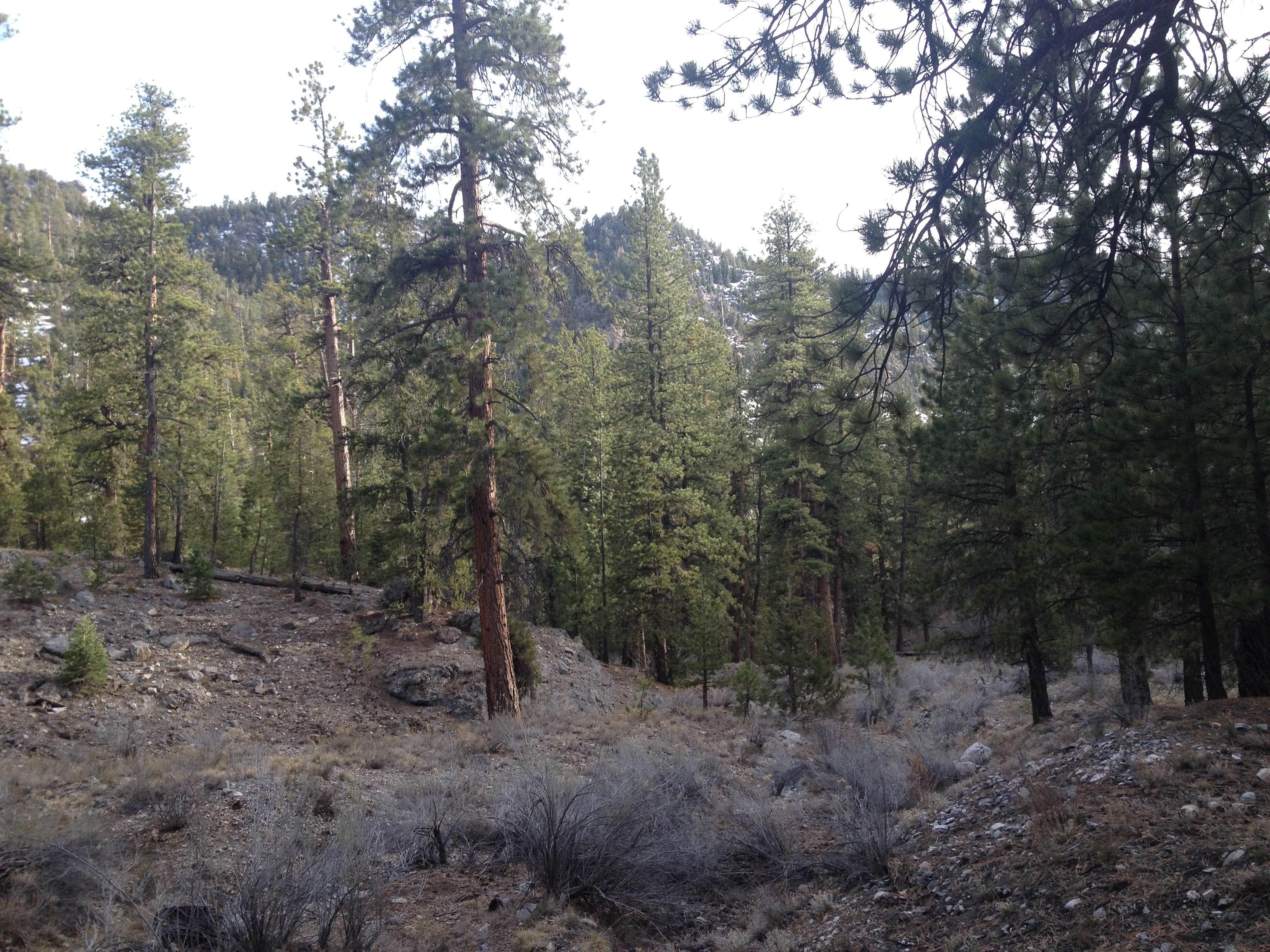 Camper-submitted photo at Desert National Wildlife Range near Round Mountain, NV