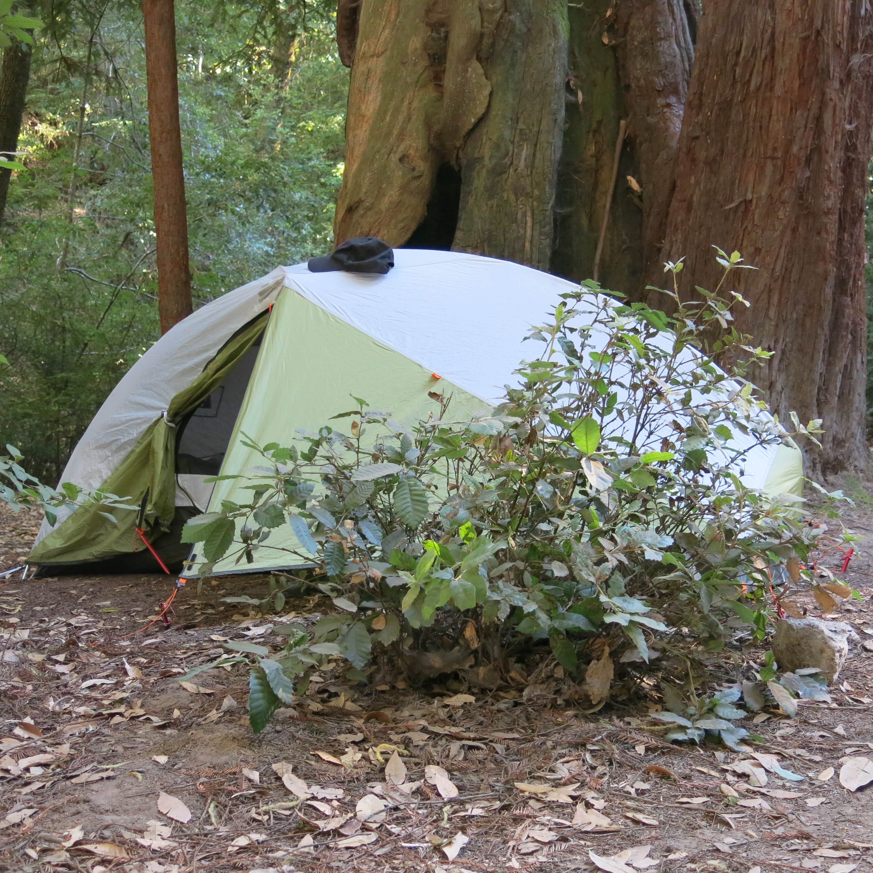 MarinMaverick's photo at Lower Blooms Creek — Big Basin Redwoods State Park — CAMPGROUND CLOSED near Redwood City, CA
