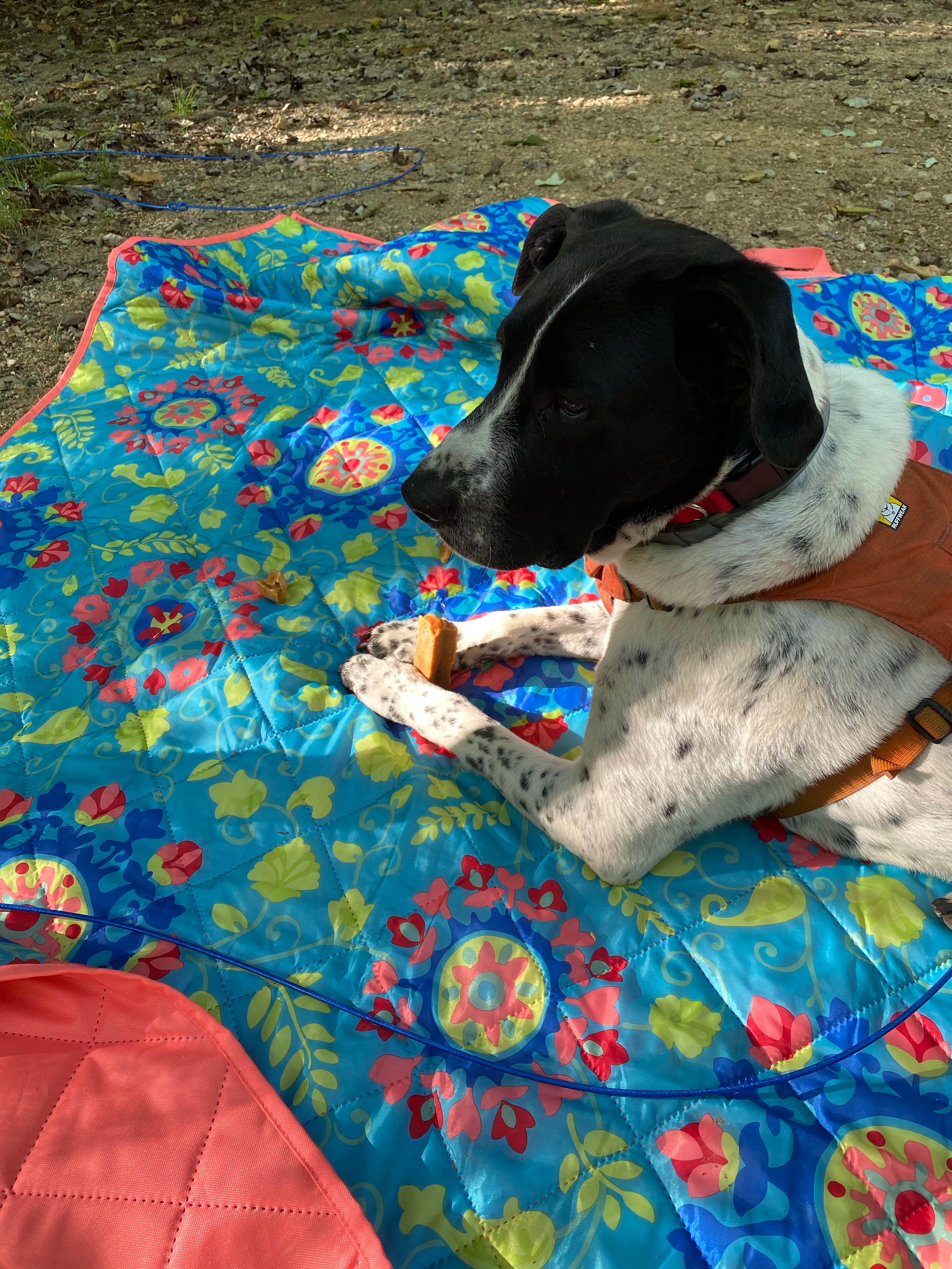Dawn S.'s photo of camping with pets at Big Rock near Lincoln, NH