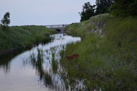 Camper submitted image from Dunewood Campground — Indiana Dunes National Park - 4