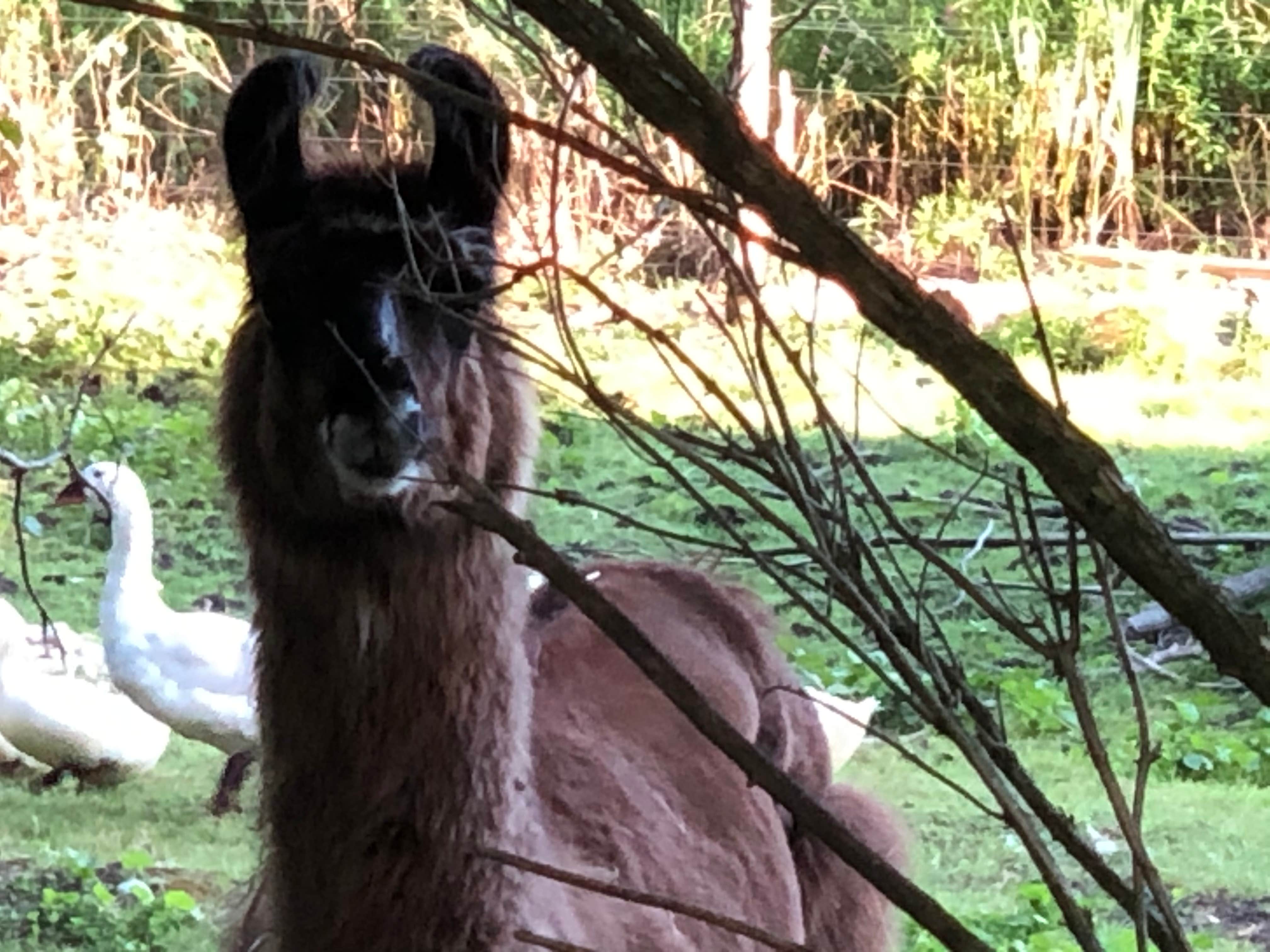Camper-submitted photo at Gateway Park Campground near Fayette, OH