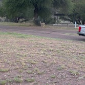 Review photo of Davis Mountains State Park Campground by Bree W., August 18, 2020