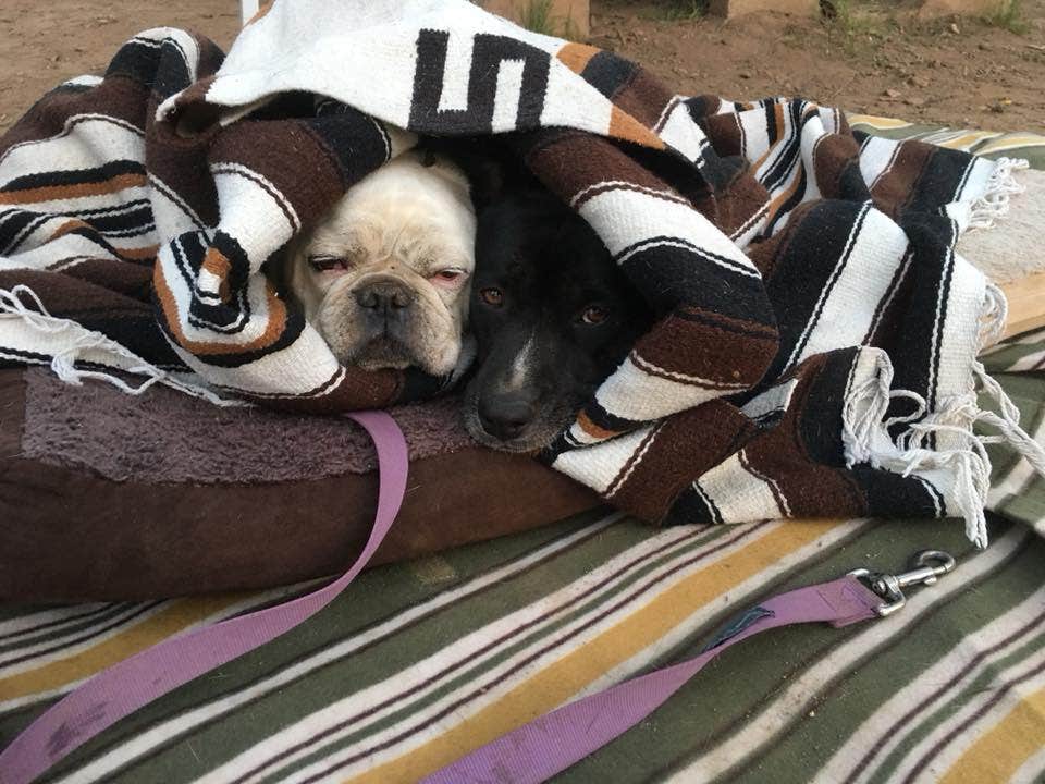 Brittany H.'s photo of camping with pets at El Prado Group - [CLOSED] near Ocotillo, CA