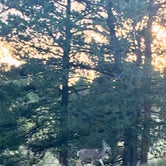 Review photo of Mueller State Park Campground by Denise  D., August 18, 2020