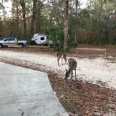 Review photo of Manatee Springs State Park Campground by Brenda S., May 1, 2018