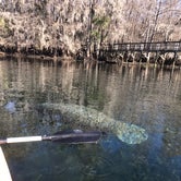 Review photo of Manatee Springs State Park by Brenda S., May 1, 2018