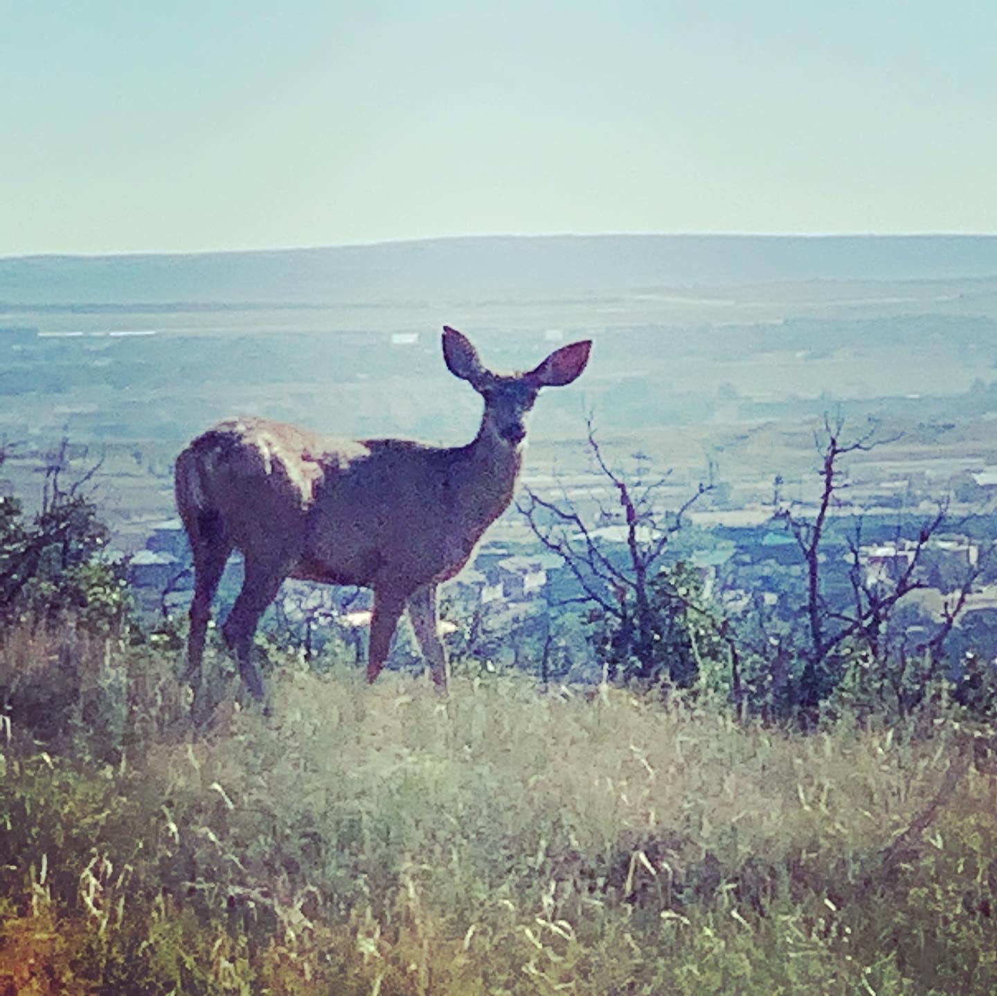 Camper submitted image from Raptor Glenn Campground — Cheyenne Mountain - 4