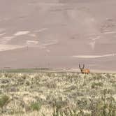 Review photo of Pinon Flats Campground — Great Sand Dunes National Park by Jennifer M., August 18, 2020